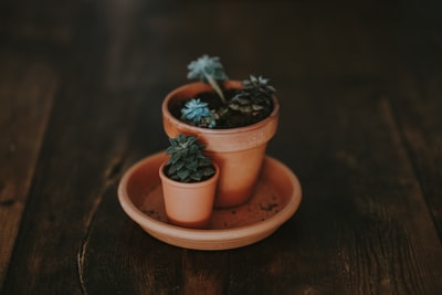 绿色多汁植物